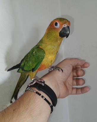 Conuro del sole