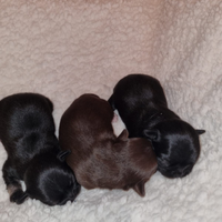 Cuccioli di chihuahua