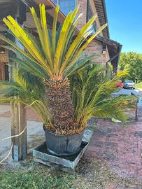 Magnifica Cikas di 40 anni