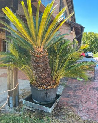 Magnifica Cikas di 40 anni