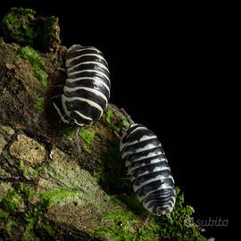 Armadillidium Maculatum (Zebra)