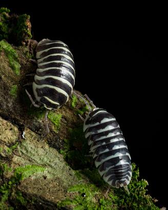 Armadillidium Maculatum (Zebra)