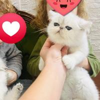 Exotic shorthair colorazione chinchilla