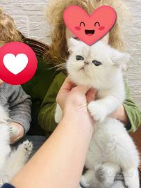 Exotic shorthair colorazione chinchilla