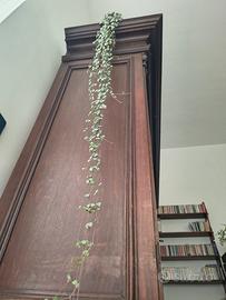 pianta da interni