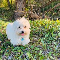 Maltese di razza desidera compagna per accoppiarsi