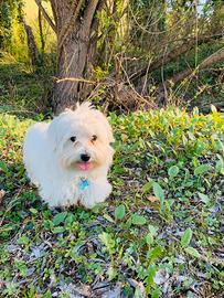 Maltese di razza desidera compagna per accoppiarsi