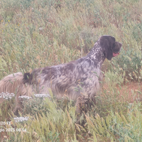 Setter inglese