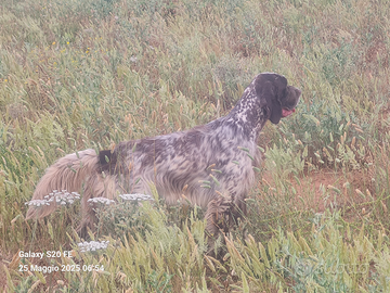Setter inglese