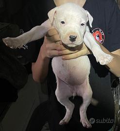 Cuccioli di Dogo argentino
