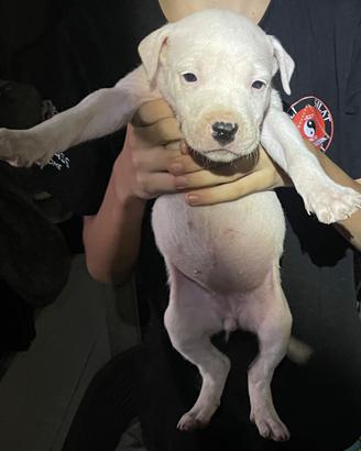 Cuccioli di Dogo argentino