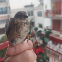 Femmina di fanella anellata