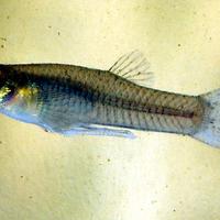 Pesci gambusia