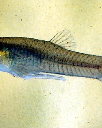 Pesci gambusia