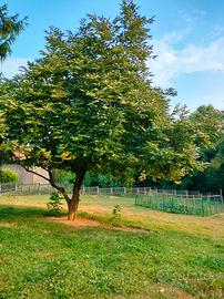 Deposito rimessa roulotte -camper- Giardino orto