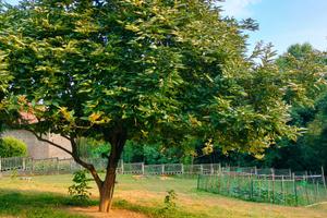 Deposito rimessa roulotte -camper- Giardino orto