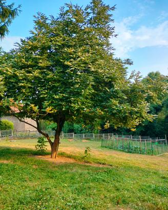 Deposito rimessa roulotte -camper- Giardino orto