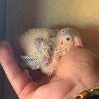 Pulli pappagalli parrocchetti monaci baby imbecco