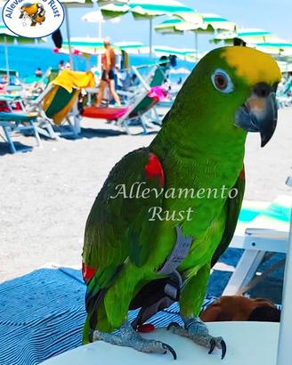 Amazzone Fronte gialla