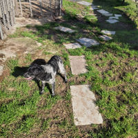 Epangneul breton cucciolona femmina
