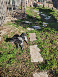 Epangneul breton cucciolona femmina