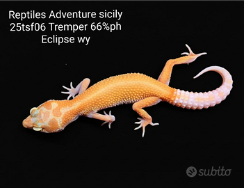 Geco leopardino White & Yellow