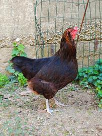 Olive egger