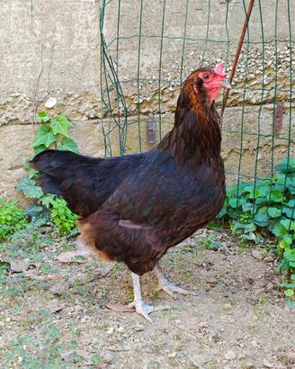 Olive egger