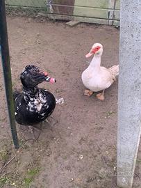 Coppia riproduttiva anitre mute