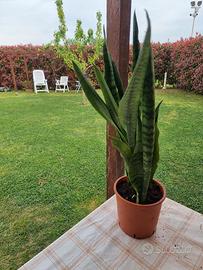 cespi sanseveria varie dimensioni 