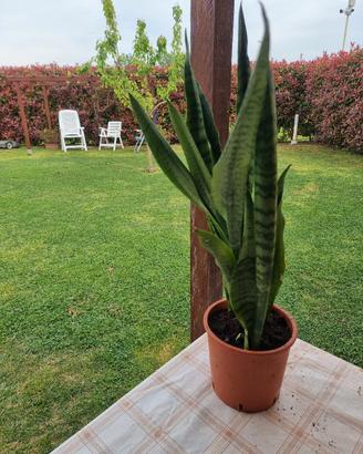 cespi sanseveria varie dimensioni 
