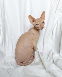 Gattino don sphynx gomma