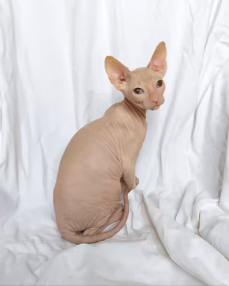 Gattino don sphynx gomma