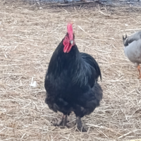 Galli e galletti razze ornamentali