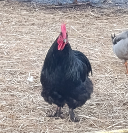 Galli e galletti razze ornamentali