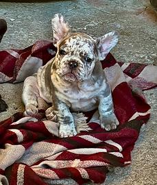 Bulldog Francese Femmina