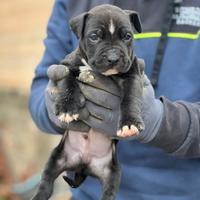 American pitbull terrier