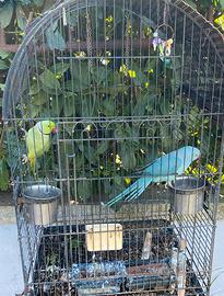 Coppia parrocchetto dal collare