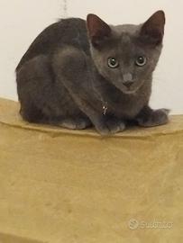 Gatti certosini