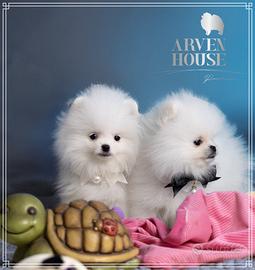 Cuccioli Spitz nano (Pomerania) - qualità e bellez