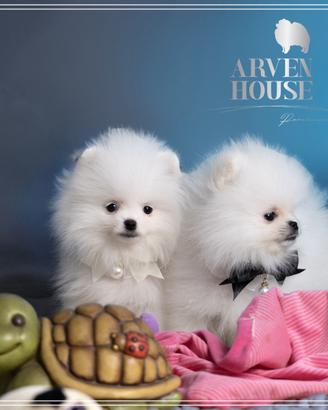 Cuccioli Spitz nano (Pomerania) - qualità e bellez