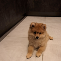 Volpino di pomerania