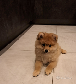 Volpino di pomerania