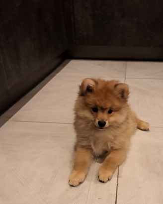 Volpino di pomerania