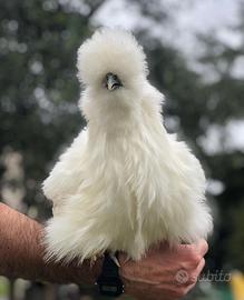 Galline Moroseta