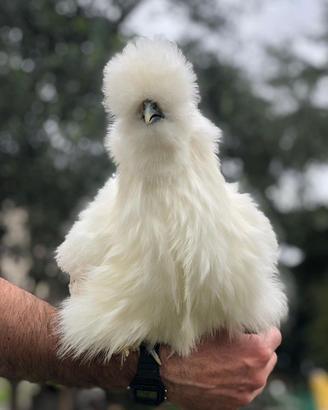 Galline Moroseta