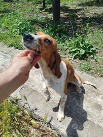 Cane da caccia