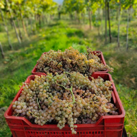 Quota Societaria in SAS