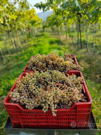 Quota Societaria in SAS