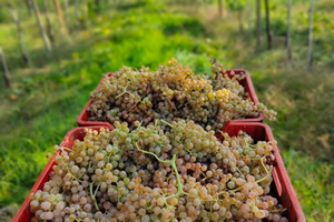 Quota Societaria in SAS